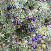 Juniper Berries (Juniperis communis)